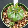 Gymnocalycium_damsii